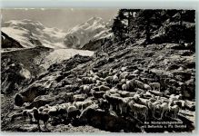 Morteratsch - Am Morteratschgletscher mit Bellavista und Piz Bernina Schafe