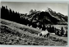 3778 Schönried - Rübli Gummfluh Weidende Kühe