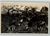 Rigi Kulm 1940 Foto AK Rinderherde Berneralpen