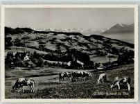 3624 Goldiwil (Thun) - Hotel Waldpark Kühe