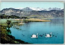 6440 Vierwaldstättersee Foto AK Schwäne Foto Götz