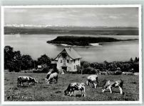 2515 Prêles Gebrauchsspuren Kuhherde See