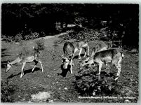 8265 Mammern Foto AK Kuranstalt Hirschpark Untersee Foto Gaberell