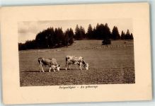 2350 Saignelégier - Au paturage