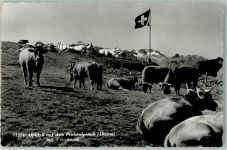 Fronalpstock Foto AK Kühe Urirotstock