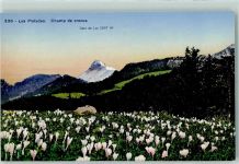 Les Pleiades - Dent de Lys Crocusfeld