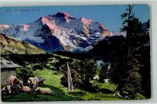 3801 Jungfraujoch - Kühe auf der Weide