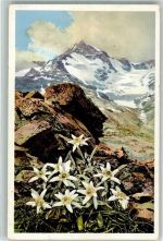 Bernina - Edelweis Photochromie Serie 578 Nr. 1473