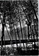 6614 Brissago - Insel