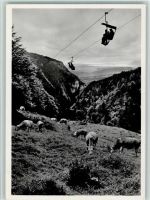4515 Weissenstein b. Solothurn - Bergbahn Blick auf das Seeland Kühe