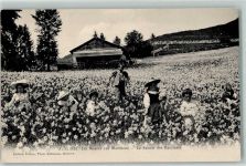 1833 Les Avants Gebrauchsspuren Kinder im Narzissenfeld