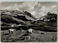 Tannalp Foto AK Graustock Kühe Berghaus