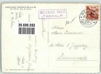 Tannalp Foto AK Graustock Kühe Berghaus