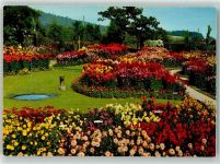 8103 Unterengstringen - Dahlienschau Werbung Gärtnerei Hoffmann