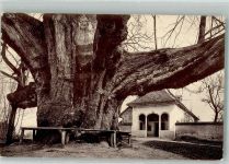 5620 Bremgarten AG 1921 Foto AK Riesenlinde Einsiedelei