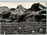 Gantrisch - Nünenen Krummfadenfluh Kuhherde
