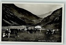 Mont de Proz - Kühe Cantine