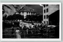 3800 Unterseen Foto AK Hotel Stadthaus Viehprämierung Kühe