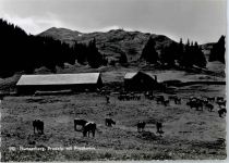 8890 Flums - Prodalp , Kuhweide