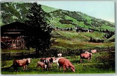 3715 Adelboden BE - Weidende Kühe