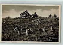 8636 Wald ZH - Kurhaus Alp Scheidegg Kühe