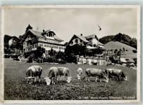 3624 Goldiwil (Thun) - Hotel Pension Blümlisalp Kühe
