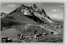 7250 Klosters - Gotschnagrat Gotschnaseeli mit Casanna Kühe