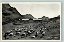 Piora Gebrauchsspuren Kuhherde