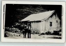 Altes Bauernhaus Kuh