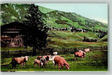 Adelboden BE Kühe Bauernhaus Senn Motiv Schweiz