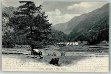 7742 Cavaglia Poschiavo 1909 - Grümalp Kühe