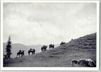 In Memoriam Gesellschaft Bahnpost Zug 1480 Pferde Kühe