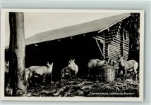 Harder - Alpenwildpark Gemsen