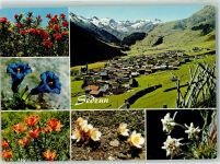 7188 Sedrun - Edelweiss Enzian Piz Badus