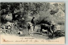 1854 Leysin 1903 - Bauern mit Kühen Ort lt. Stempel