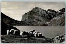 Gemmipass Wallis Gebrauchsspuren Daubensee Daubenhorn Schafherde