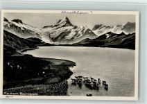 Faulhorn - Bachalpsee Kühe