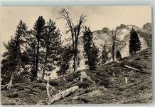 7550 Scuol Schuls - Schweiz. Nationalpark Arvenvorposten