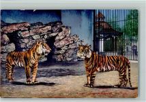 4000 Basel Bâle - Zoolog. Garten Die Tiger