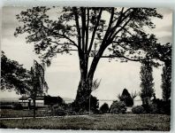 8590 Romanshorn 1968 Foto AK Schwimmbad Parkanlage