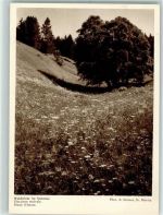 7500 St. Moritz - Waldwiese im Sommer