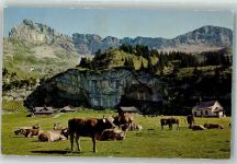 Aelggialp - Aelggi-Alp Rinderherde