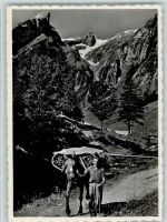 Alpstein - Im Alpstein Der Seealpsäumer Im Hintergrund der Säntis Pferd