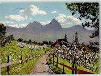 Grosser Mythen - Mythen Baumblüte