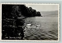 1462 Yvonand - La Plage Schwäne