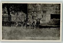 8200 Schaffhausen Sciaffusa - Damhirsch Kolonie Munotgraben