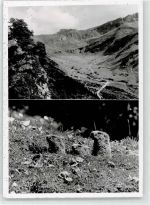 9497 Malbun - Murmeltiere