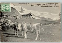 3929 Täsch 1906 - Kühe Täschalp
