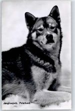 3801 Jungfraujoch - Foto-Karte Polarhund