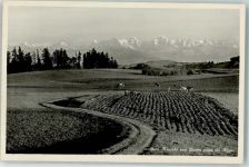 3000 Bern Berne - Kühe